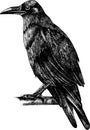 Monochrome hand drawn black and white crow illustration